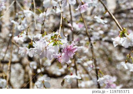 京都　紫雲山頂法寺　六角堂　美しい枝垂れ桜（京都市中京区） 119785371