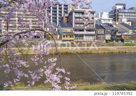 鴨川沿いの遊歩道に咲く満開の桜　祇園四条〜清水五条　 119785392