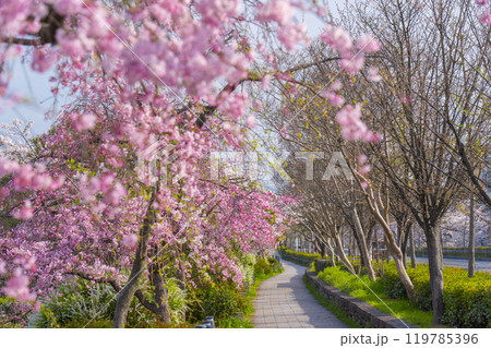 鴨川沿いの遊歩道に咲く満開の桜　五条大橋付近 119785396