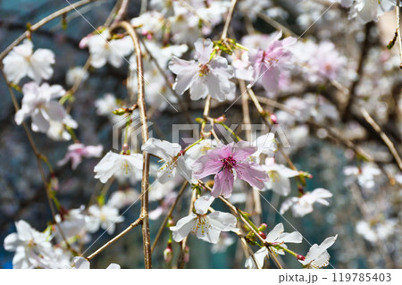 京都　紫雲山頂法寺　六角堂　美しい枝垂れ桜（京都市中京区） 119785403