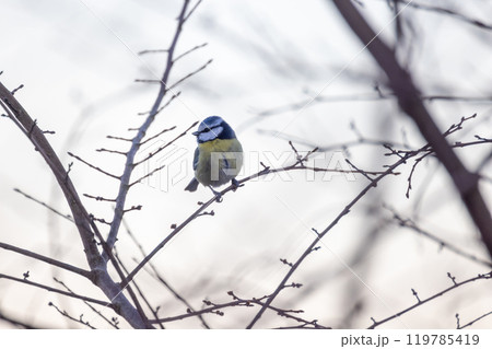 A Colorful Bird Perched on Bare Branches Surrounded by a Winter Atmosphere and Serenity 119785419