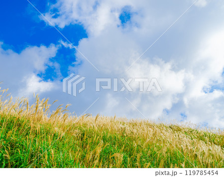 青空の下のすすきと秋の自然風景 徳島県 塩塚高原 青空の下のすすきと秋の自然風景 徳島県 塩塚高原 119785454