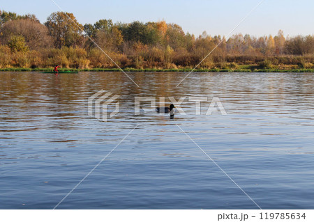 Berezina River in autumn, drake, kayaker training. Yellow forest 119785634