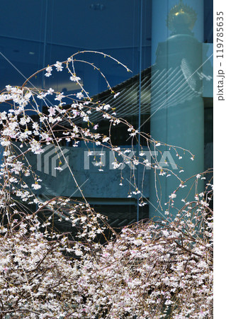 京都　紫雲山頂法寺　六角堂　美しい枝垂れ桜（京都市中京区） 119785635