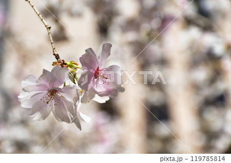 京都 紫雲山頂法寺 六角堂 美しい枝垂れ桜(京都市中京区) 京都 紫雲山頂法寺 六角堂 美しい枝垂れ桜(京都市中京区) 119785814