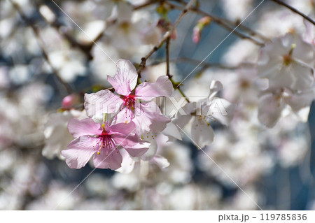 京都 紫雲山頂法寺 六角堂 美しい枝垂れ桜(京都市中京区) 京都 紫雲山頂法寺 六角堂 美しい枝垂れ桜(京都市中京区) 119785836