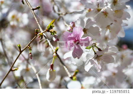 京都 紫雲山頂法寺 六角堂 美しい枝垂れ桜(京都市中京区) 京都 紫雲山頂法寺 六角堂 美しい枝垂れ桜(京都市中京区) 119785851