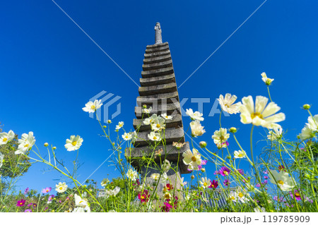 般若寺の十三重石塔とコスモス 般若寺の十三重石塔とコスモス 119785909