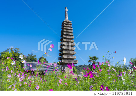 般若寺の十三重石塔とコスモス 119785911