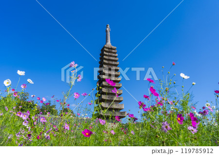 般若寺の十三重石塔とコスモス 119785912