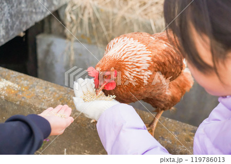 餌を食べさせてもらうチャボ 119786013