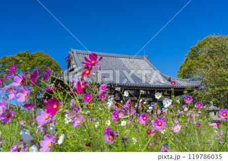 般若寺の本堂とコスモス 119786035