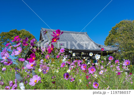般若寺の本堂とコスモス 119786037