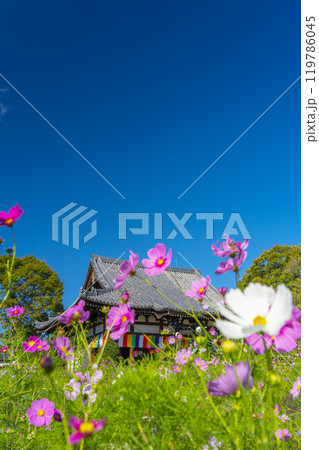 般若寺の本堂とコスモス 119786045