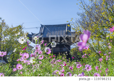 般若寺の楼門とコスモス 119786151