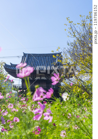 般若寺の楼門とコスモス 119786152