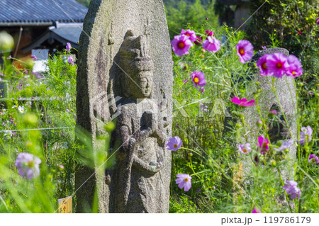 般若寺の三十三観音石仏とコスモス 119786179