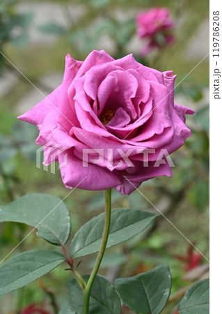 紫雲・バラ 紫雲・バラ 119786208