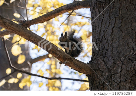 秋の森を駆け回る可愛いエゾリス 119786287