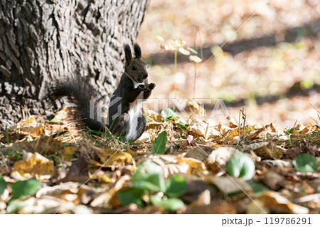 秋の森を駆け回る可愛いエゾリス 119786291