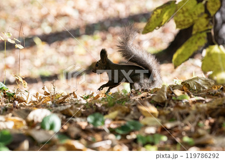 秋の森を駆け回る可愛いエゾリス 119786292