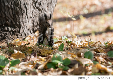 秋の森を駆け回る可愛いエゾリス 秋の森を駆け回る可愛いエゾリス 119786293