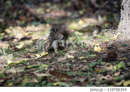 秋の森を駆け回る可愛いエゾリス 秋の森を駆け回る可愛いエゾリス 119786304