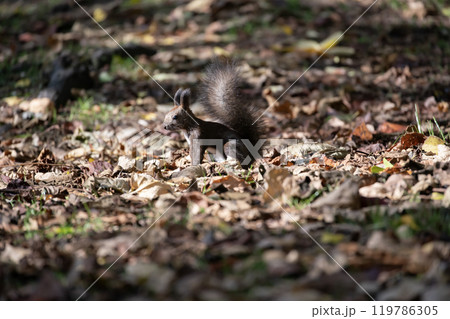 秋の森を駆け回る可愛いエゾリス 119786305