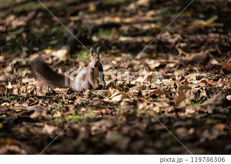秋の森を駆け回る可愛いエゾリス 119786306