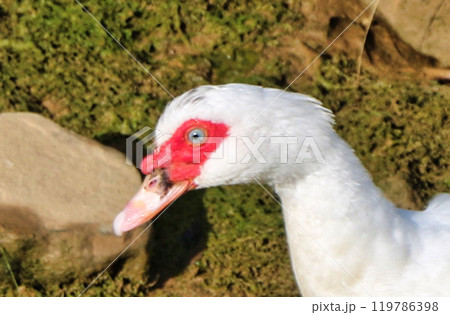 野鳥のアップ顔 119786398