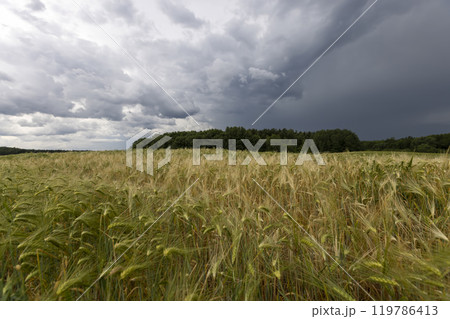wheat field after a thunderstorm and rain wheat field after a thunderstorm and rain 119786413