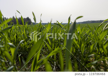green sprouts of frost-resistant wheat, close-up 119786468
