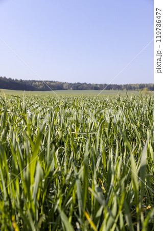 illuminated by sunlight green blades of cereal in spring 119786477