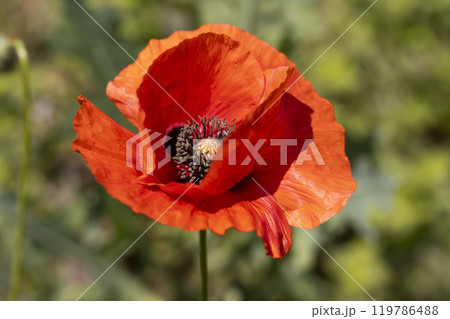a large number of red poppies in the green grass a large number of red poppies in the green grass 119786488