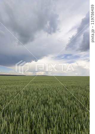 a field with unripe wheat before a thunderstorm a field with unripe wheat before a thunderstorm 119786489