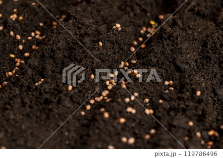 seeds of the same radish variety sown in fertile soil seeds of the same radish variety sown in fertile soil 119786496