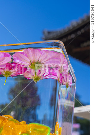 般若寺のコスモスグラスキューブ 般若寺のコスモスグラスキューブ 119786641