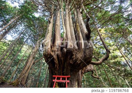 ヒバの奇木「十二本ヤス」　五所川原市　青森県 119786768