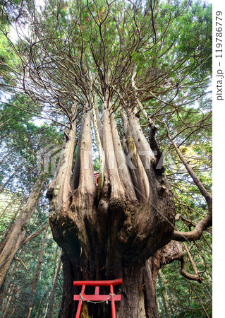 ヒバの奇木「十二本ヤス」　五所川原市　青森県 119786779