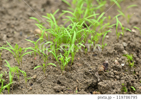 ニンジン（人参）の出芽 119786795