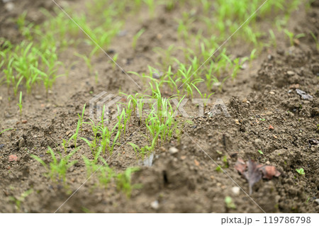 ニンジン（人参）の出芽 119786798