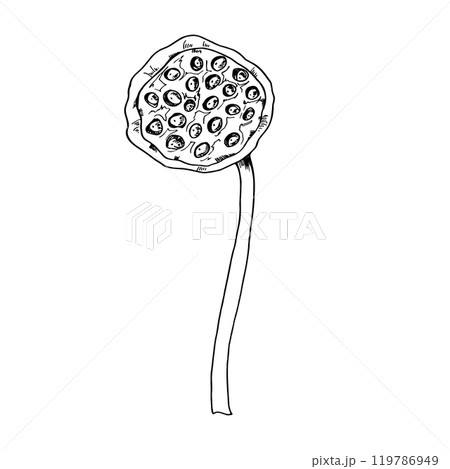 Lotus or Water Lily seed head pod tropical aquatic plant vector illustration painted by black inks. Etching drawing of national Asian exotic flower. Side view. For ayurveda product, bouquet design. Lotus or Water Lily seed head pod tropical aquatic plant vector illustration painted by black inks. Etching drawing of national Asian exotic flower. Side view. For ayurveda product, bouquet design. 119786949