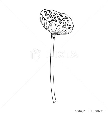 Black and white lotus seed head plant vector hand painted illustration. Tropical aquatic waterlily pod full of nuts. Side view. For package, floral decor, bouquets design. 119786950