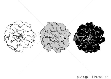 Autumn marigold flower heads in three colors line art hand drawn isolated illustration. October Birth month flowers ink sketch. Floral blooming element etching drawing for decor, greetings, icon. 119786952