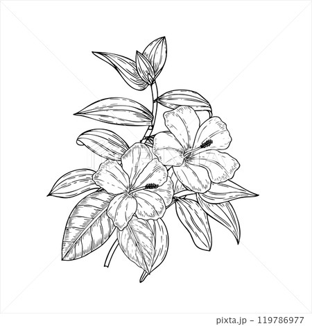 Hand drawn line blooming bouquet with hibiscus flowers and tradescantia leaves. Tropical plants vector isolated illustration. Wedding wildflowers for greetings, invitation, save the date card. 119786977