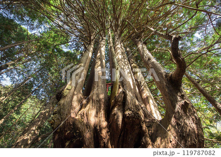 森の中の巨樹「十二本ヤス」　五所川原市　青森県 119787082