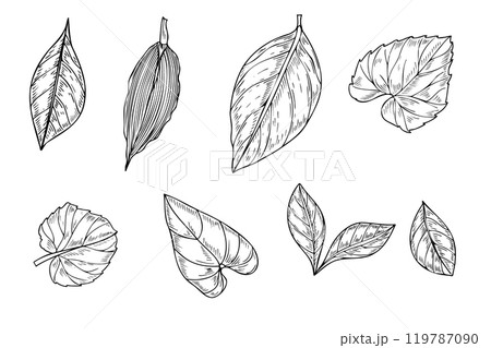 Tropical leaves clip art vector isolated illustration painted by black inks. Alocasia, kiwano, citrus, euphorbia, dracaena, hedera foliage realistic graphic sketch. Floral elements for design. Tropical leaves clip art vector isolated illustration painted by black inks. Alocasia, kiwano, citrus, euphorbia, dracaena, hedera foliage realistic graphic sketch. Floral elements for design. 119787090