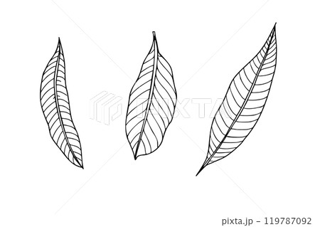 Three vector mango leaves line art black and white ink sketch. Narrow long leaf with veins monochrome hand drawn illustration. Floral elements for package decor, coloring book. Three vector mango leaves line art black and white ink sketch. Narrow long leaf with veins monochrome hand drawn illustration. Floral elements for package decor, coloring book. 119787092