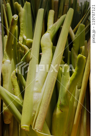 真菰　マコモダケ 119787121