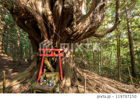 ヒバの奇木「十二本ヤス」　五所川原市　青森県 119787150